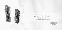 Irpex lacteus image